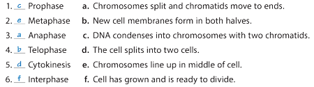 1. Prophase a. Chromosomes split and chromatids move to ends.
2. Metaphase b. New cell membranes form in both halves.
3. Anaphase c. DNA condenses into chromosomes with two chromatids.
4. Telophase d. The cell splits into two cells.
5. Cytokinesis e. Chromosomes line up in middle of cell.
6. Interphase f. Cell has grown and is ready to divide.